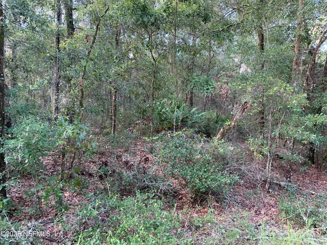 a view of a lush green forest with trees