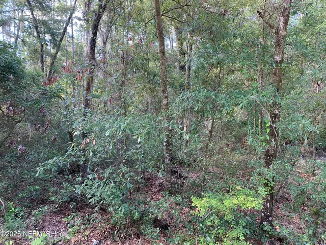 a view of a lush green forest