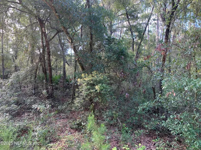 a view of a forest that has large trees