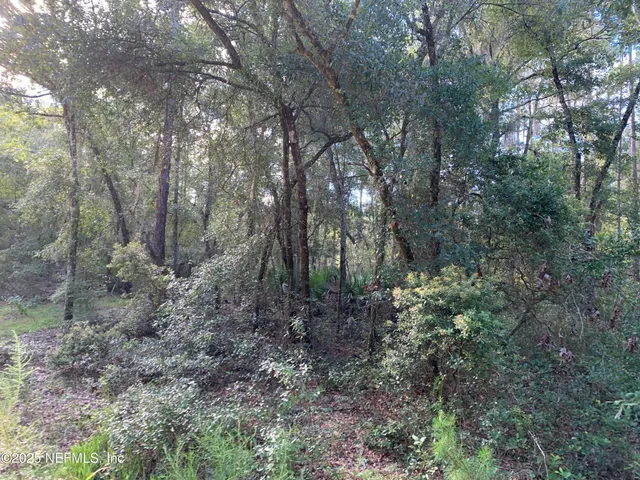 a view of a forest that has large trees