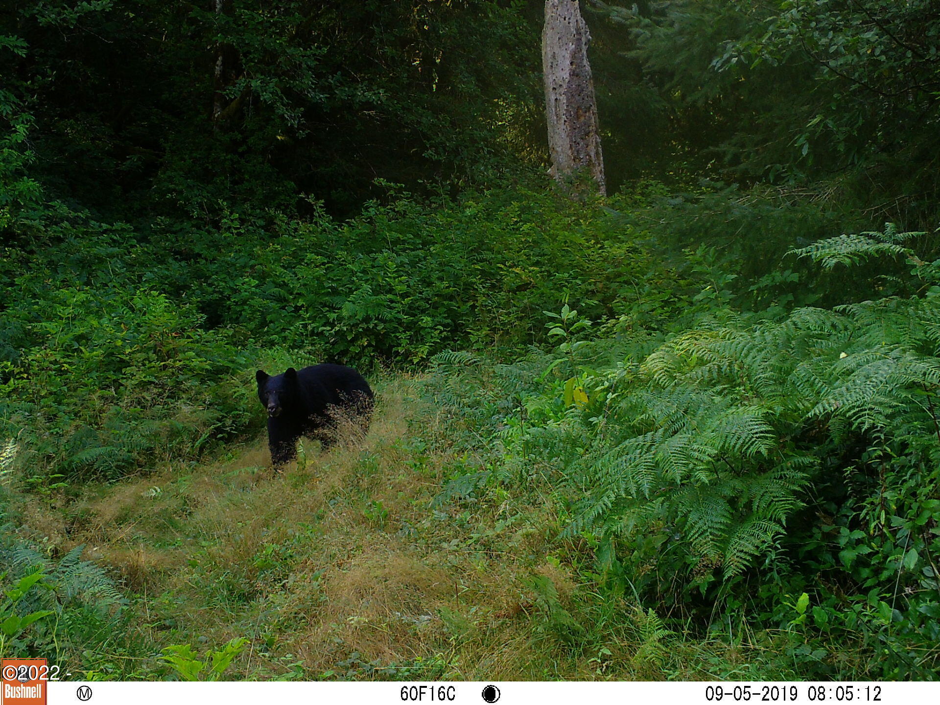 500 Farmer Creek Road Cloverdale, OR 97112 - Photo 8 of 8 Bear