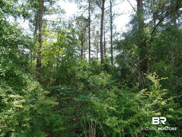 500 County Road 462 Kinston, AL 36453 - Photo 8 of 25