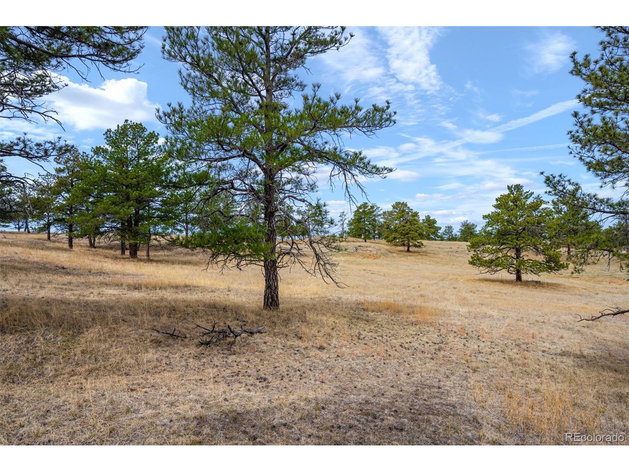 77 County Road Calhan, CO 80808 - Photo 30 of 32 a view of a yard with a tree