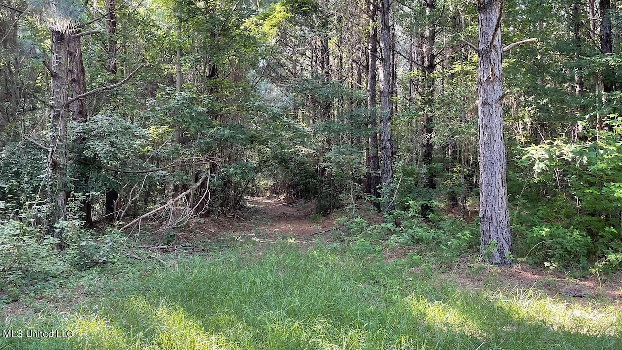 478 Andrew Chapel Road Brandon, MS 39042 - Photo 9 of 24 Tara olmsted camera2 (1)