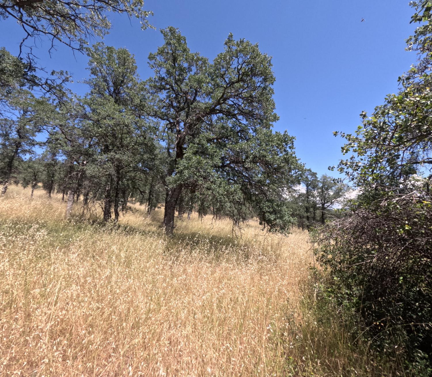 0 Hazen Road Manton, CA 96059 - Photo 8 of 11