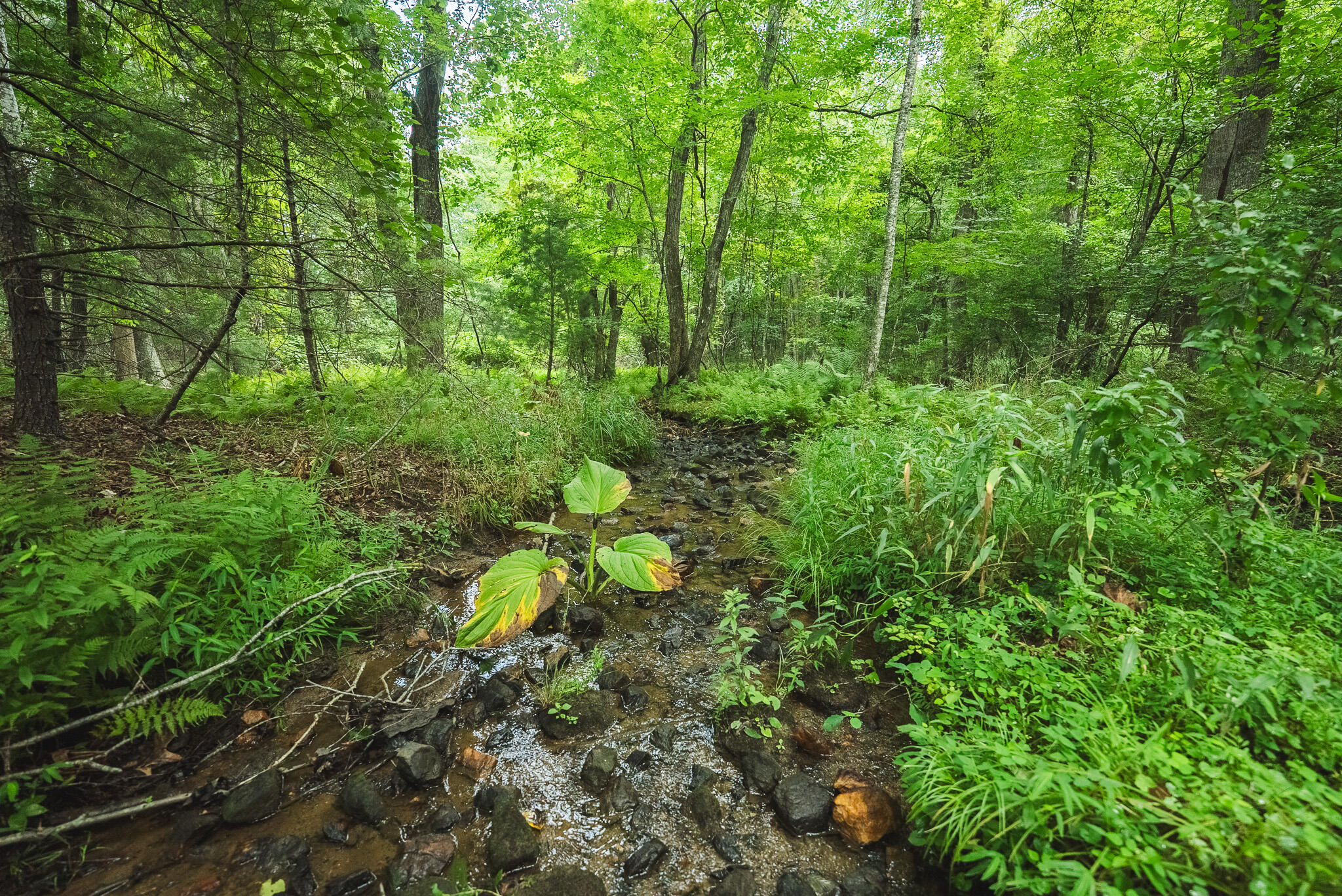 Lot 2 Ridgeview Road Northwest Floyd, VA 24091 - Photo 25 of 32 DSC02631