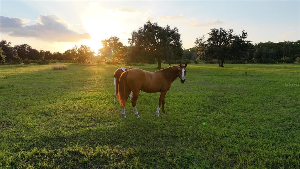 45855 Clay Gully Road Myakka City, FL 34251 - Photo 5 of 15