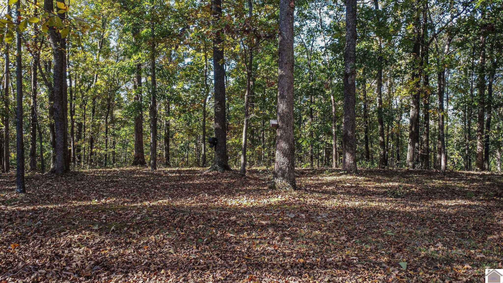 255 Paddle Wheel Road Gilbertsville, KY 42044 - Photo 4 of 30 Photo 4