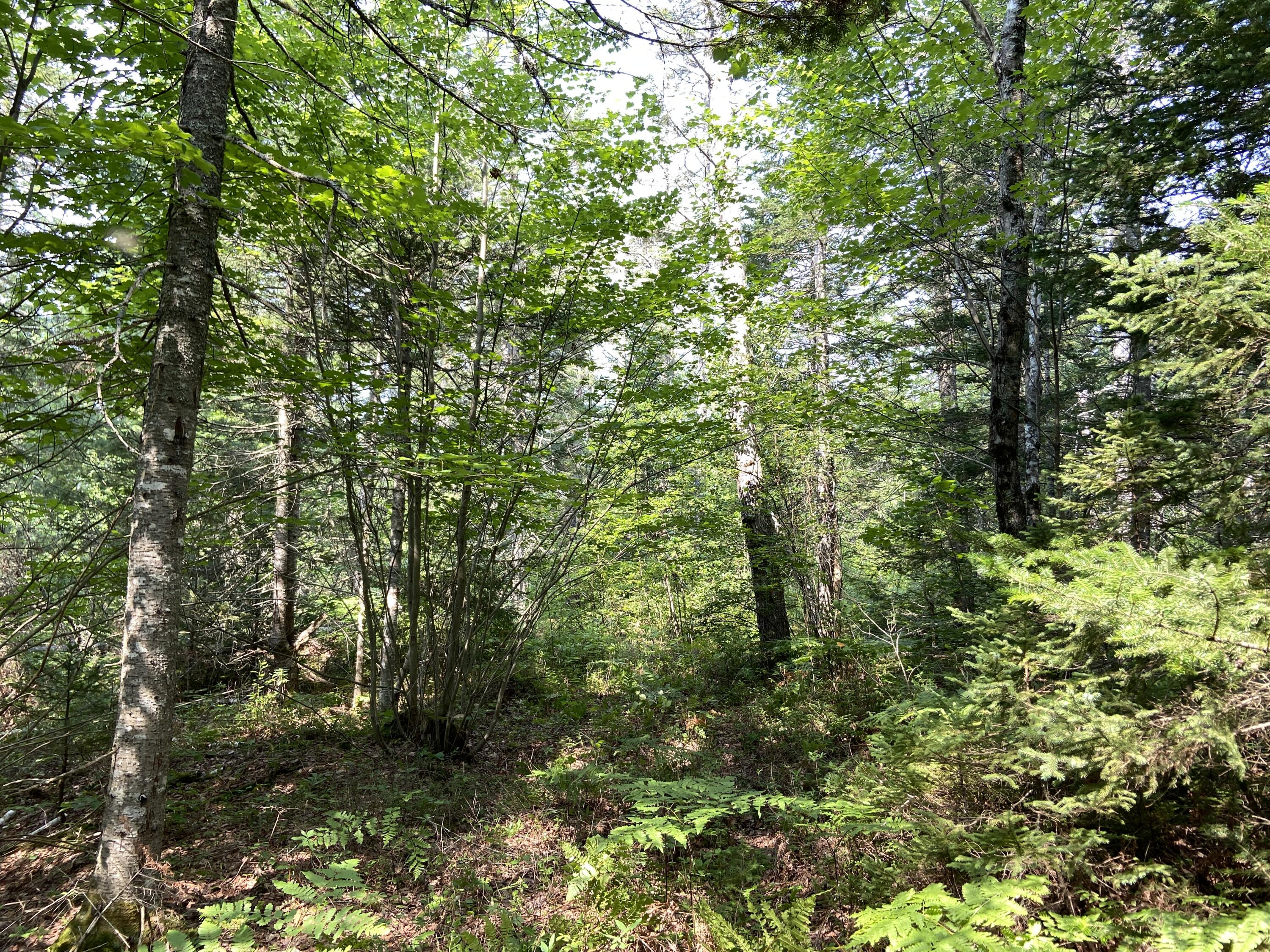 Lot 8 Georgetown Woods Road Columbia Falls, ME 04623 - Photo 8 of 13 91D90735-E0F4-485B-9BC6-F24A053510D0