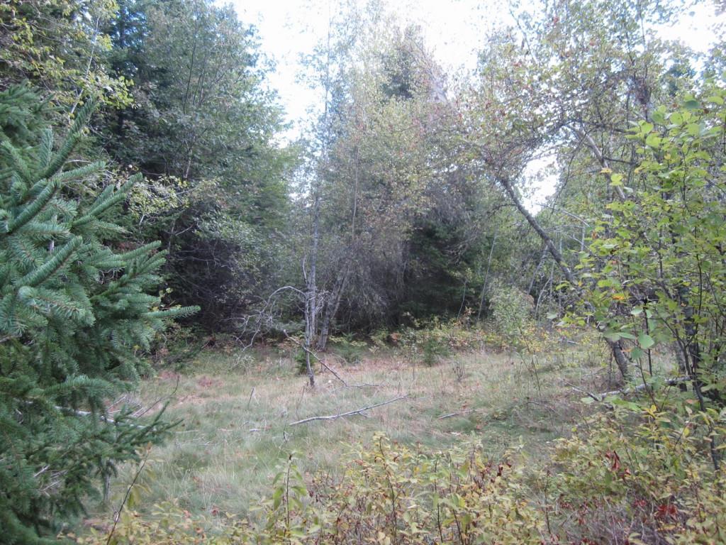 0 Golding Road Perry, ME 04667 - Photo 1 of 7 Build yourself a homestead nestled...