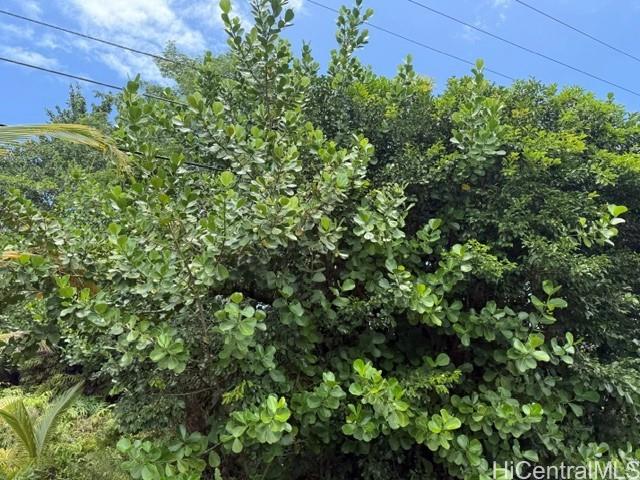 15-1611 Beach Road Keaau, HI 96749 - Photo 10 of 12