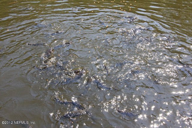 587 West River Road Palatka, FL 32177 - Photo 34 of 35 Catfish in Pond 1