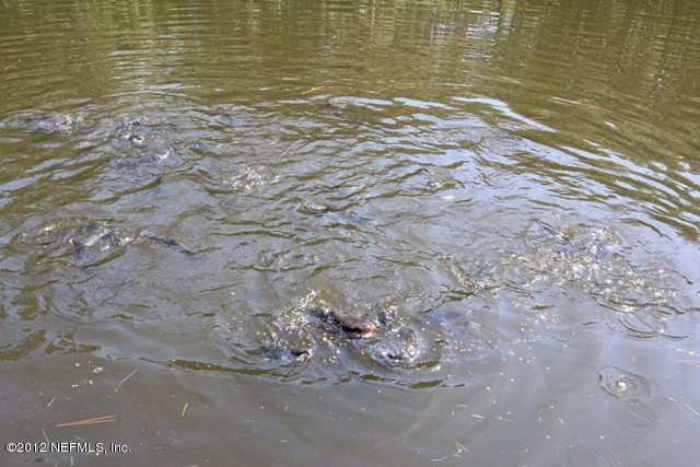 587 West River Road Palatka, FL 32177 - Photo 35 of 35 Catfish in Pond 2