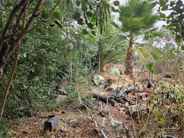 a view of a tree in a forest