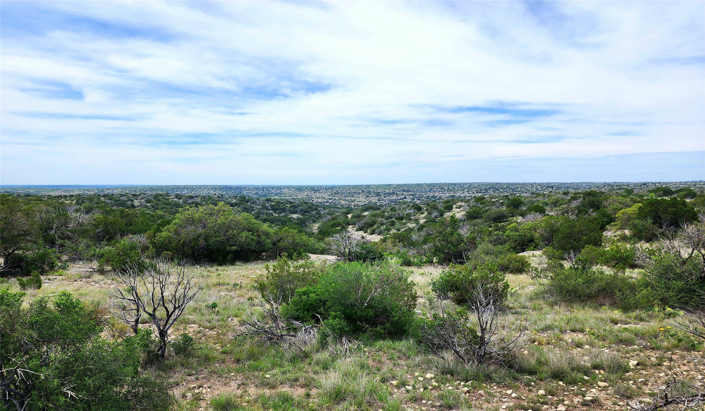 a view of a lush green forest with lots of trees