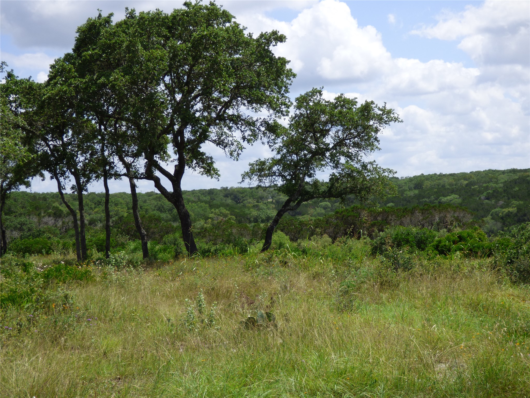 5771 Hilliard Road San Marcos, TX 78666 - Photo 4 of 10 a view of lush green forest