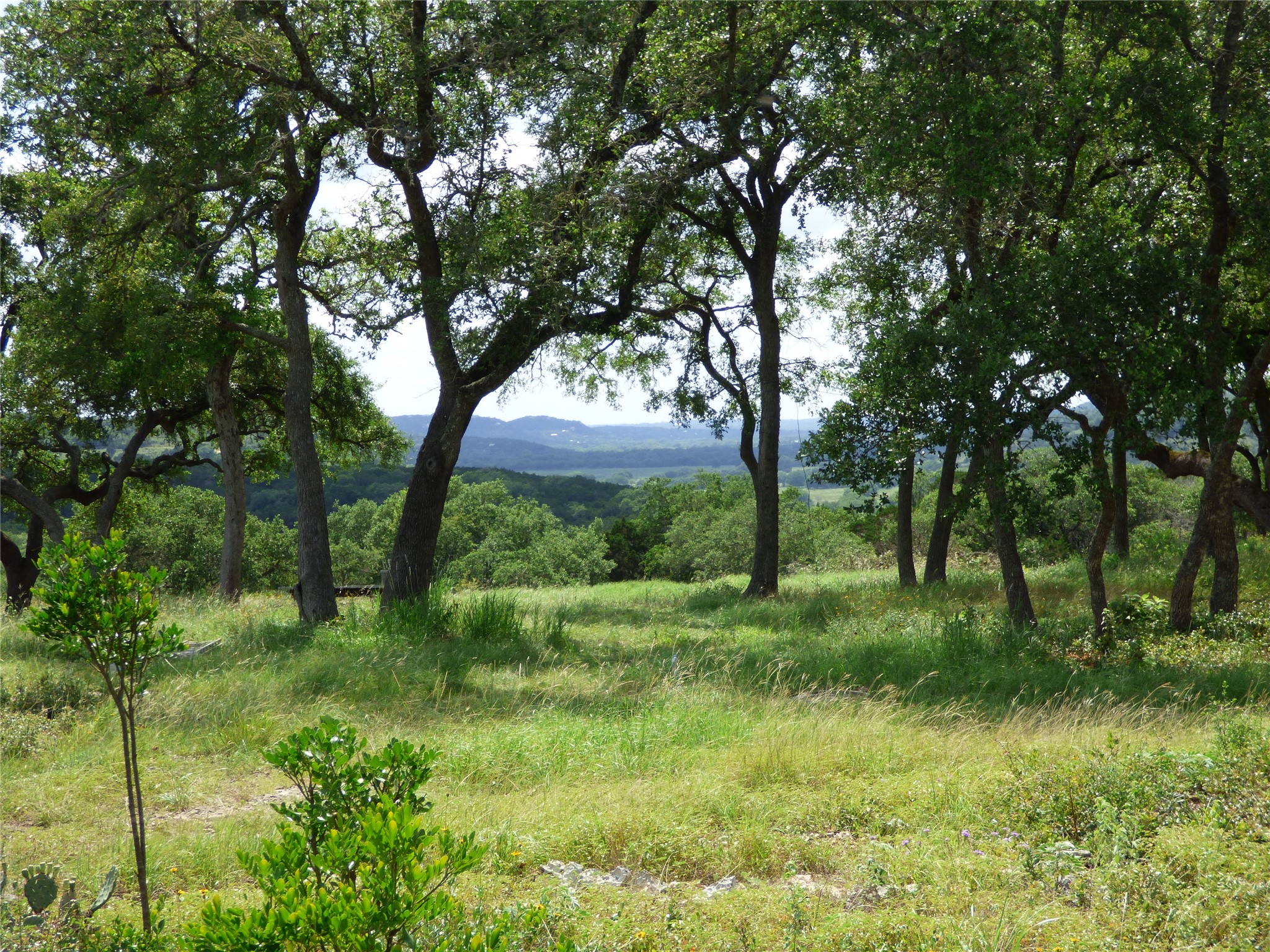 5771 Hilliard Road San Marcos, TX 78666 - Photo 7 of 10 a view of a lush green forest