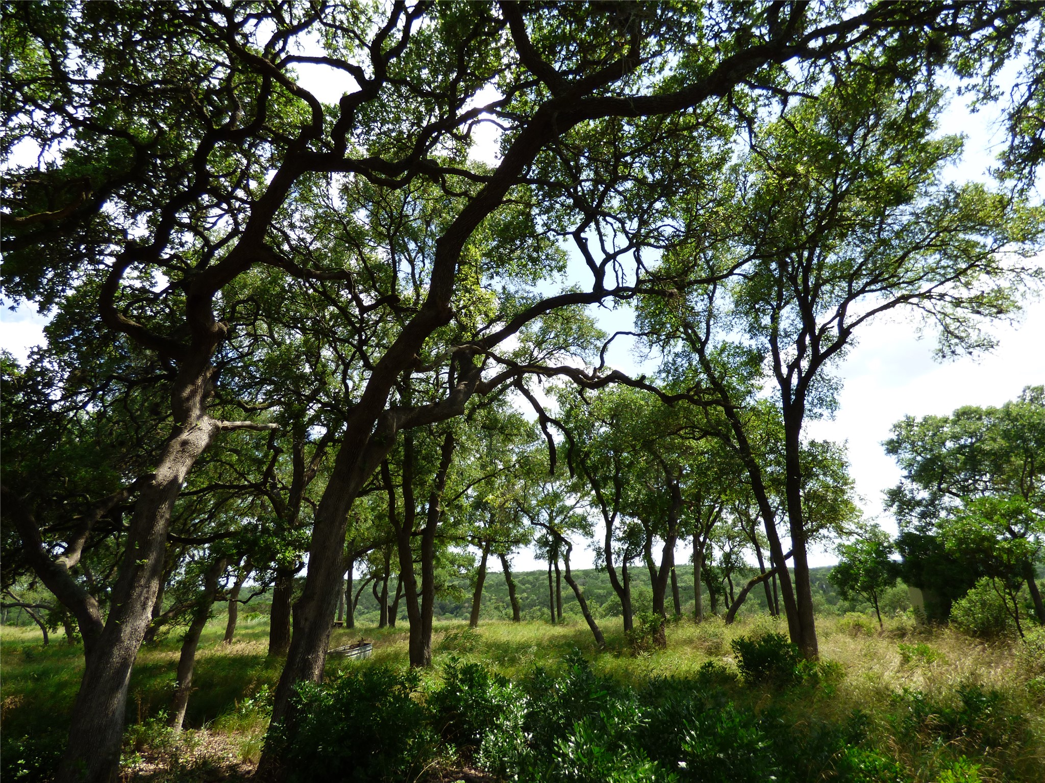 5771 Hilliard Road San Marcos, TX 78666 - Photo 10 of 10 a lush green forest with lots of trees