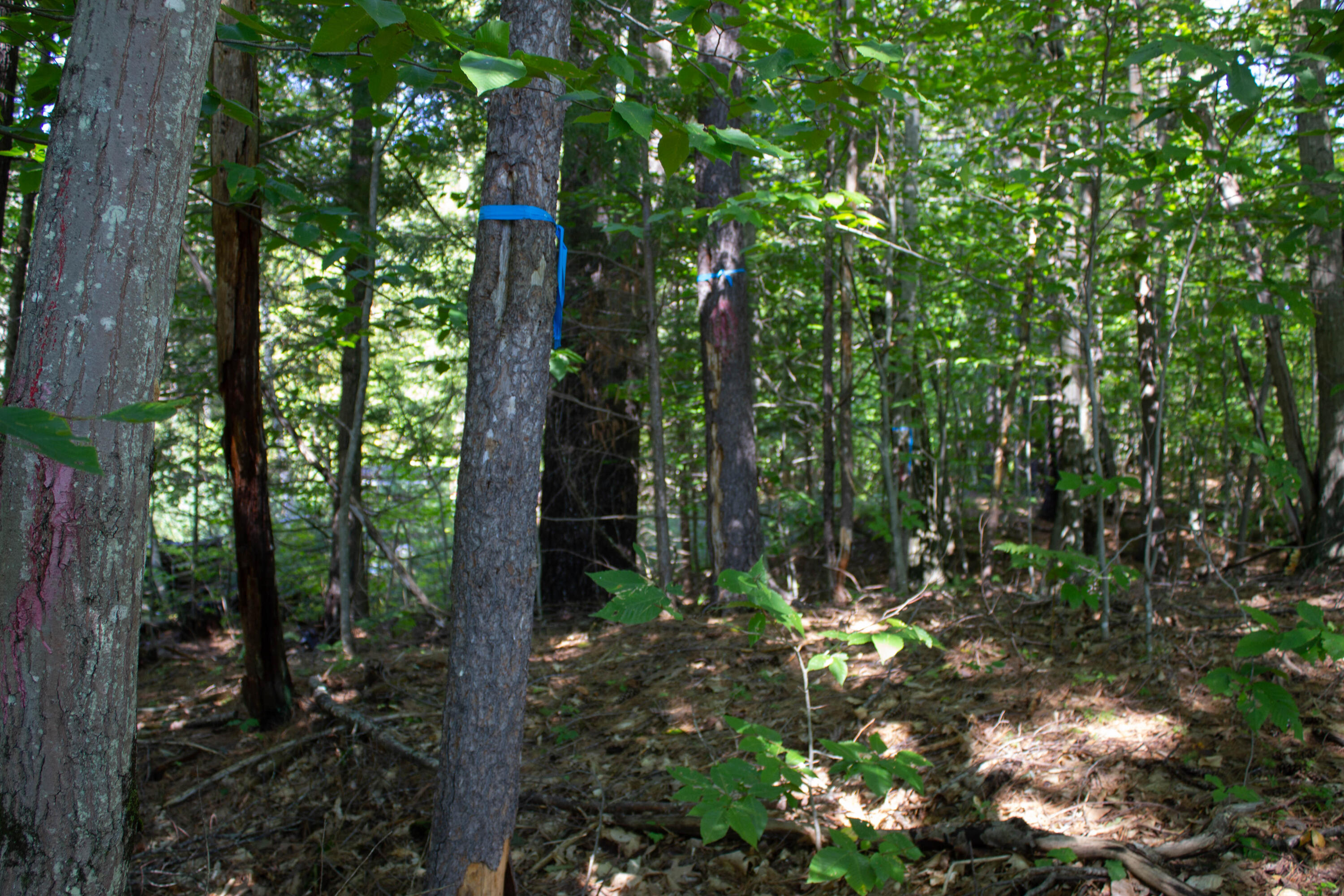 Lot 21 Canton Point Road Dixfield, ME 04224 - Photo 15 of 19 IMG_7913