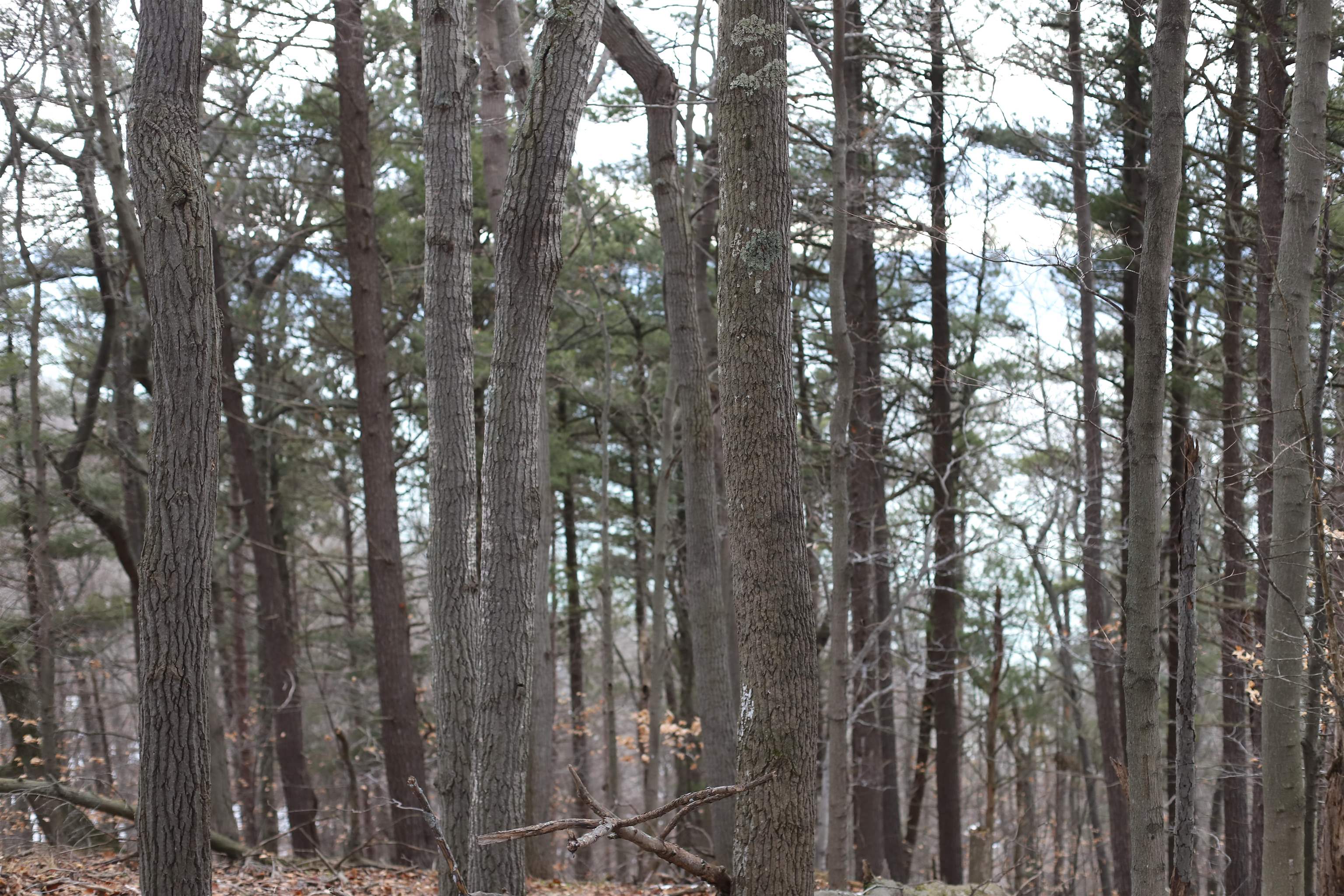 Lot 5 Crystal View Common Frankfort, MI 49635 - Photo 2 of 15
