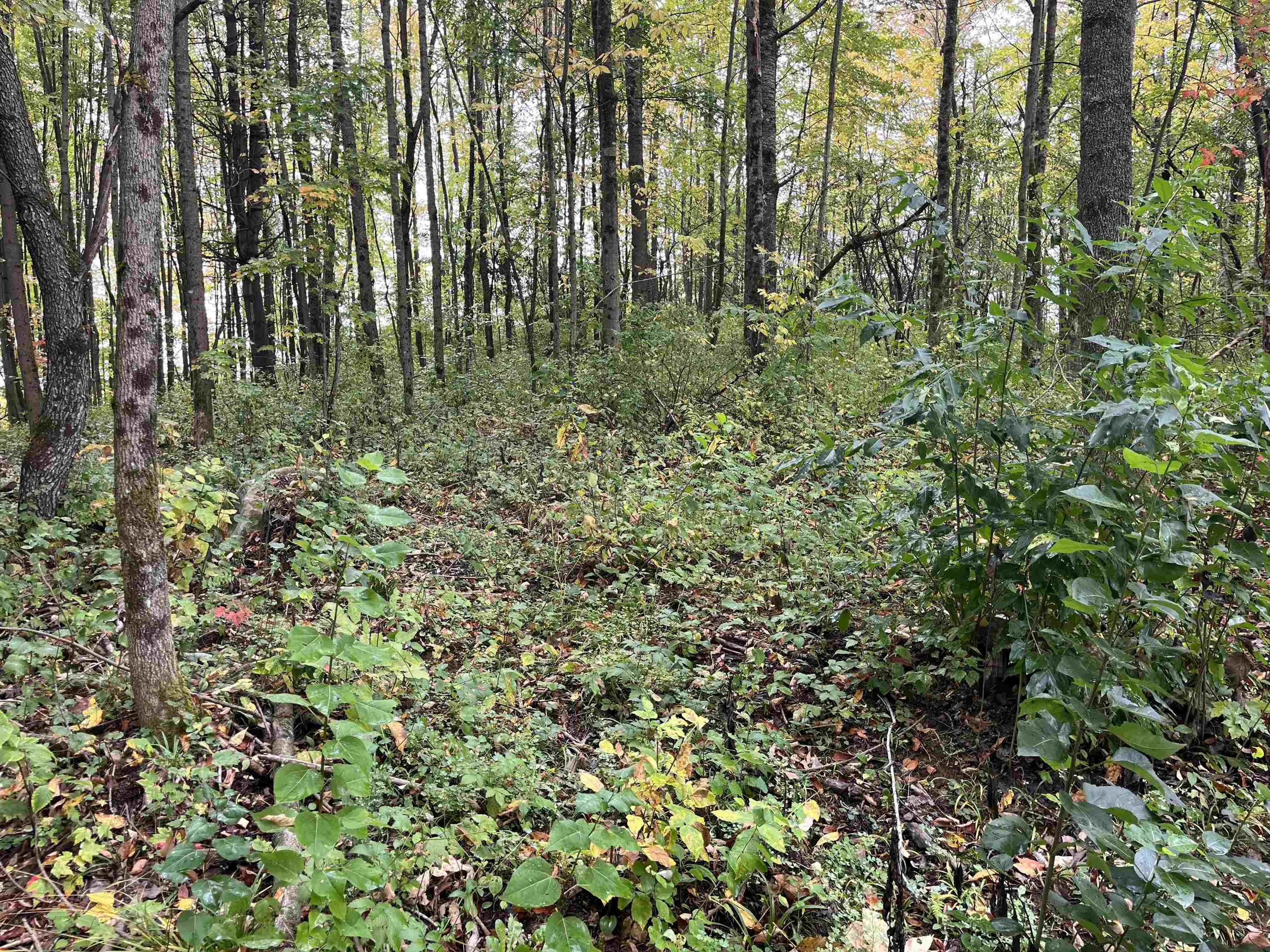 1 Duck Pond Road, Unit LOT #1 Barton, VT 05822 - Photo 5 of 6