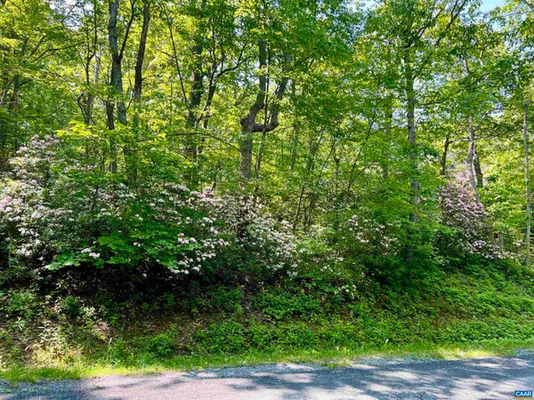 a view of a lush green forest