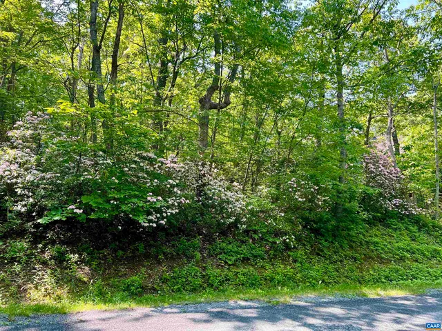 a view of a lush green forest