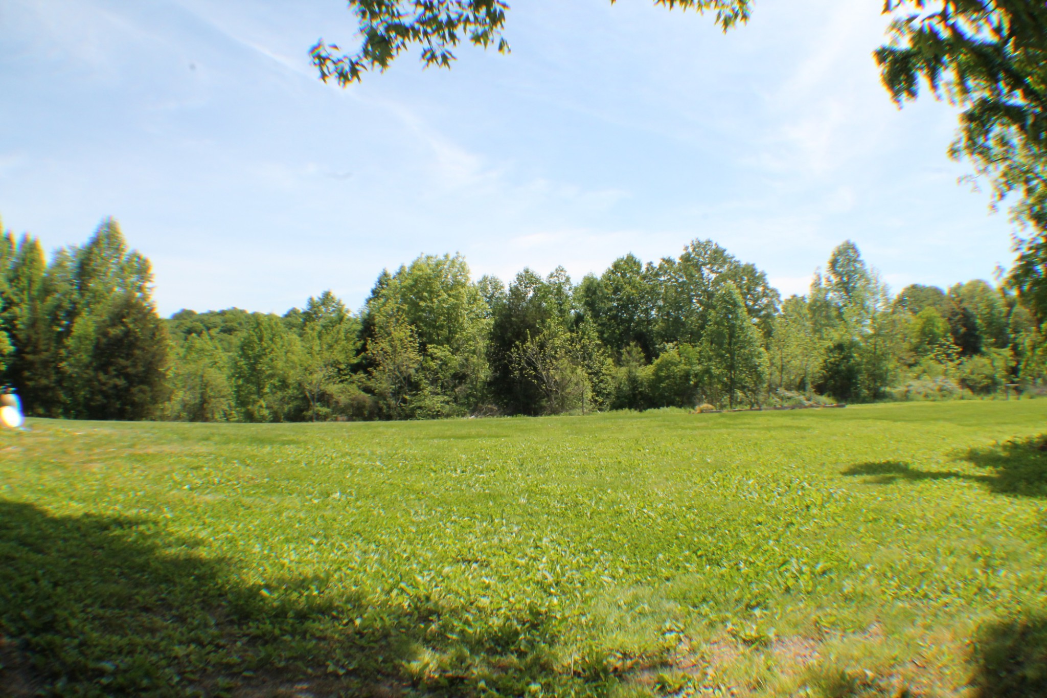 985 Archer Road Lafayette, TN 37083 - Photo 21 of 26 a view of big yard with large trees