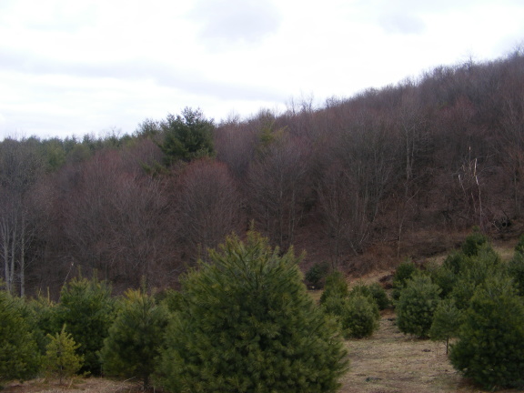 4 Black Ridge Road Southwest Floyd, VA 24091 - Photo 2 of 9 a view of a city
