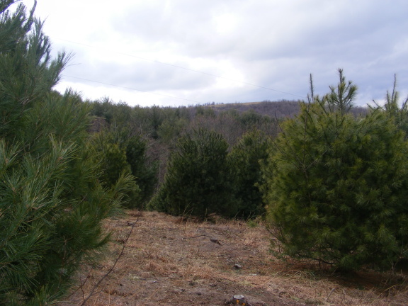 4 Black Ridge Road Southwest Floyd, VA 24091 - Photo 8 of 9 a view of a yard with a tree