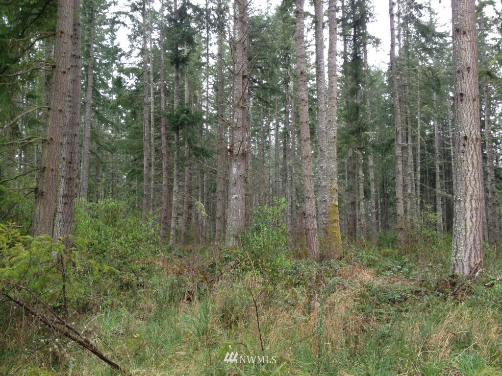 -xxx Center Road Chimacum, WA 98325 - Photo 4 of 6