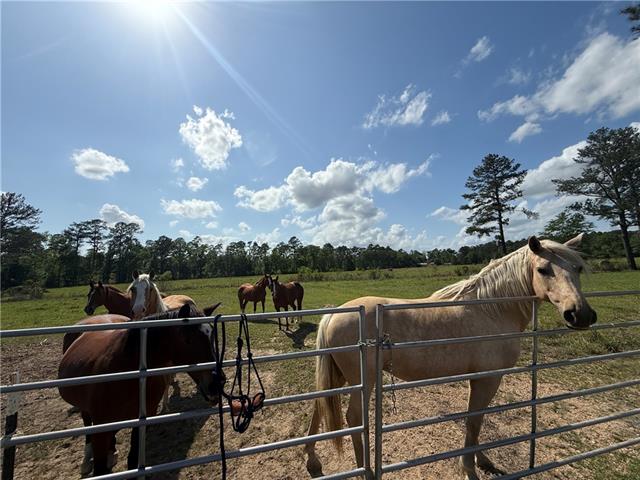 0 Hubert Stilley Road Independence, LA 70443 - Photo 31 of 37