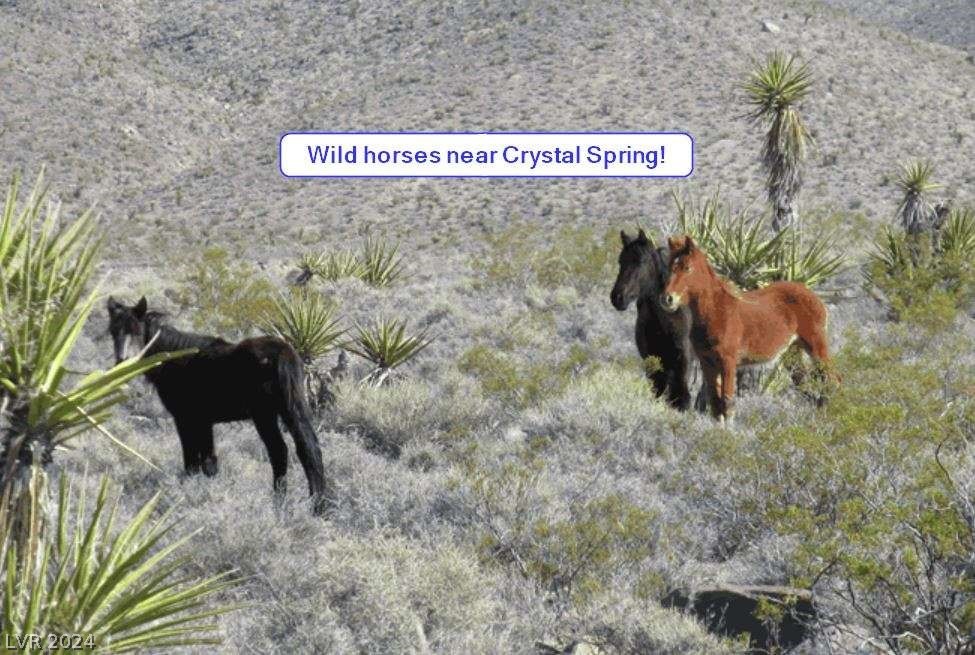 1281 West Amethyst Road Pahrump, NV 89060 - Photo 11 of 29 Gallery Image 11
