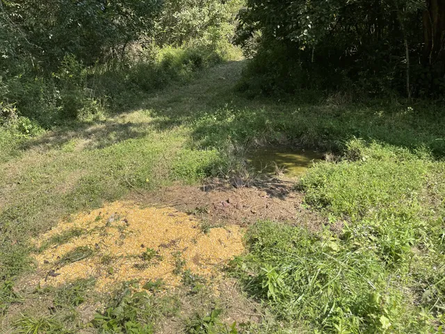 a view of a yard with plants and a bench