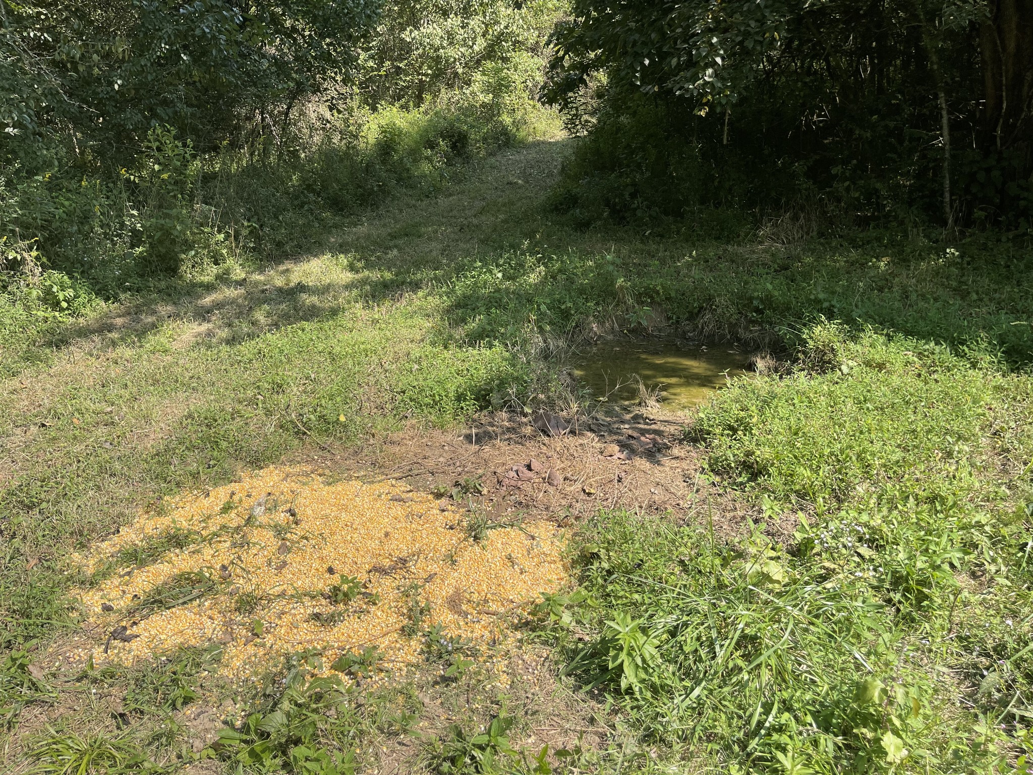 0 McBurg Dellrose Road Dellrose, TN 38453 - Photo 15 of 18 a view of a yard with plants and a bench
