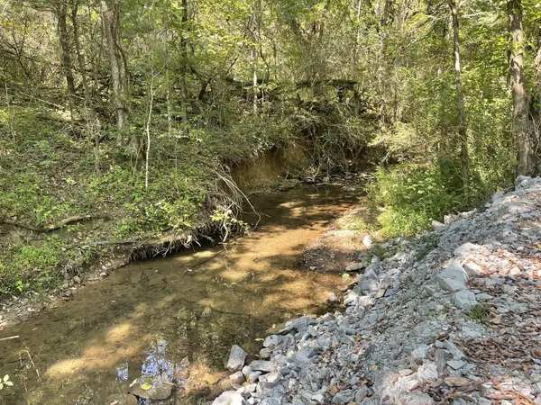 a view of a yard with plants and trees