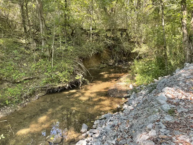 a view of a yard with plants and trees