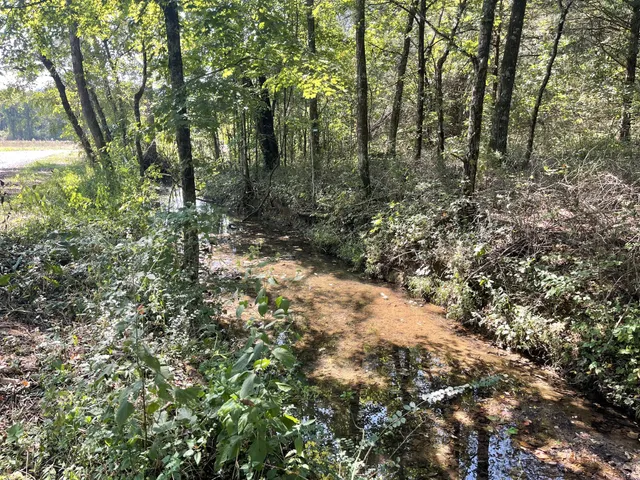 a view of a forest with trees in the background