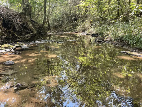 a view of a yard with a tree