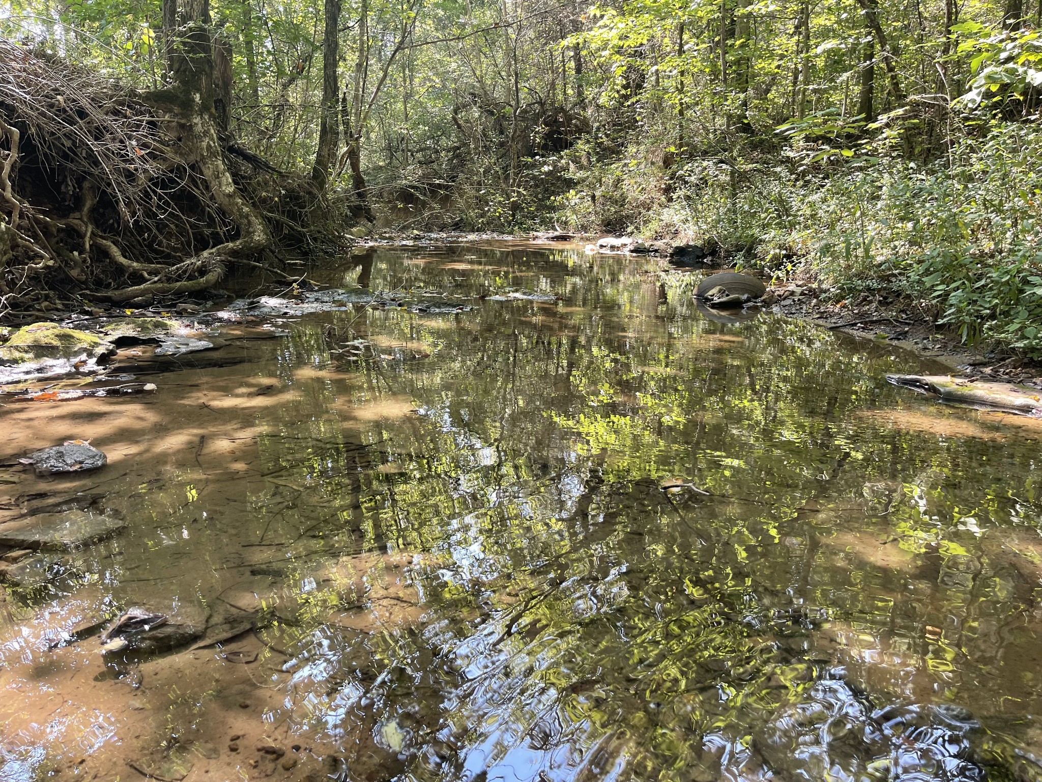 0 McBurg Dellrose Road Dellrose, TN 38453 - Photo 7 of 18 a view of a yard with a tree