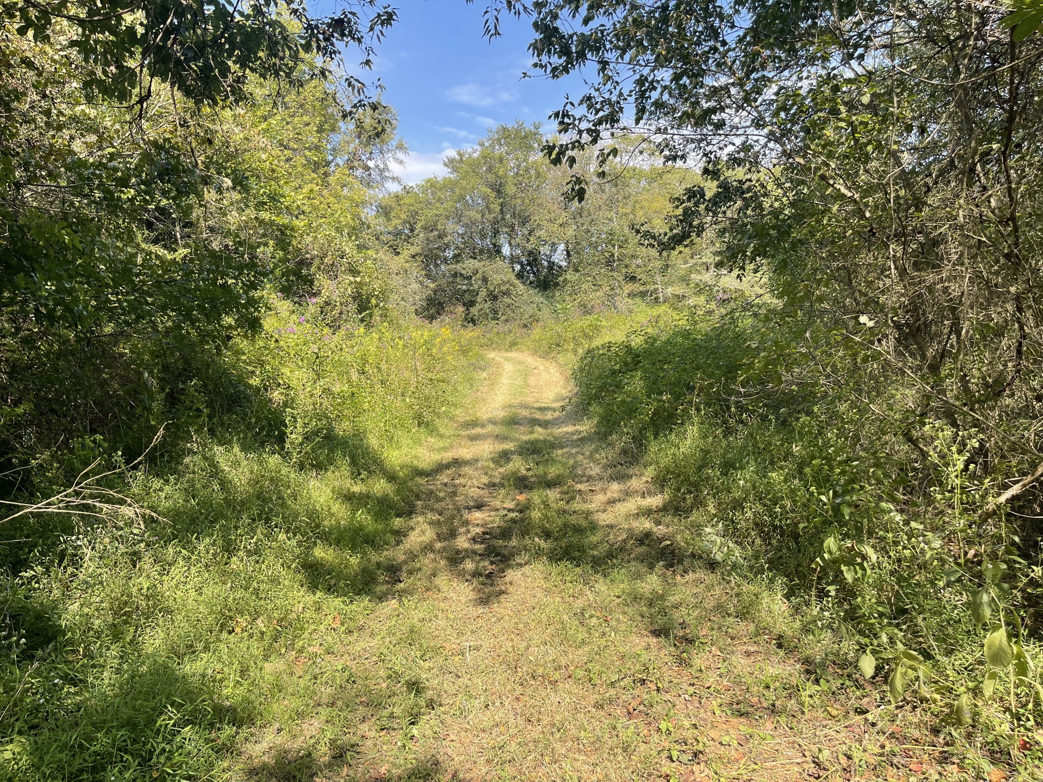 0 McBurg Dellrose Road Dellrose, TN 38453 - Photo 8 of 18 a view of a yard