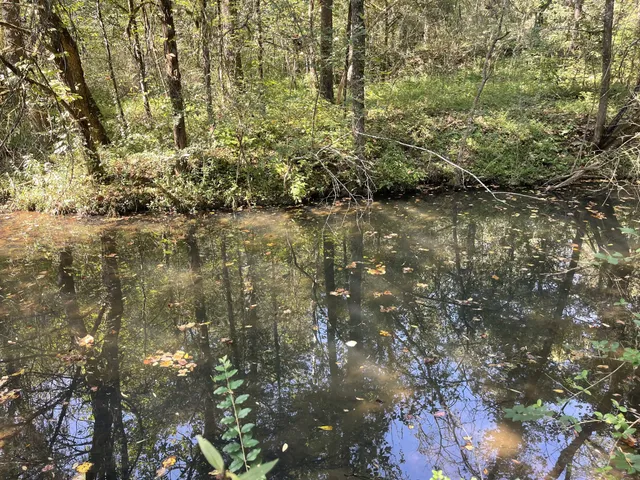 a close up of a tree