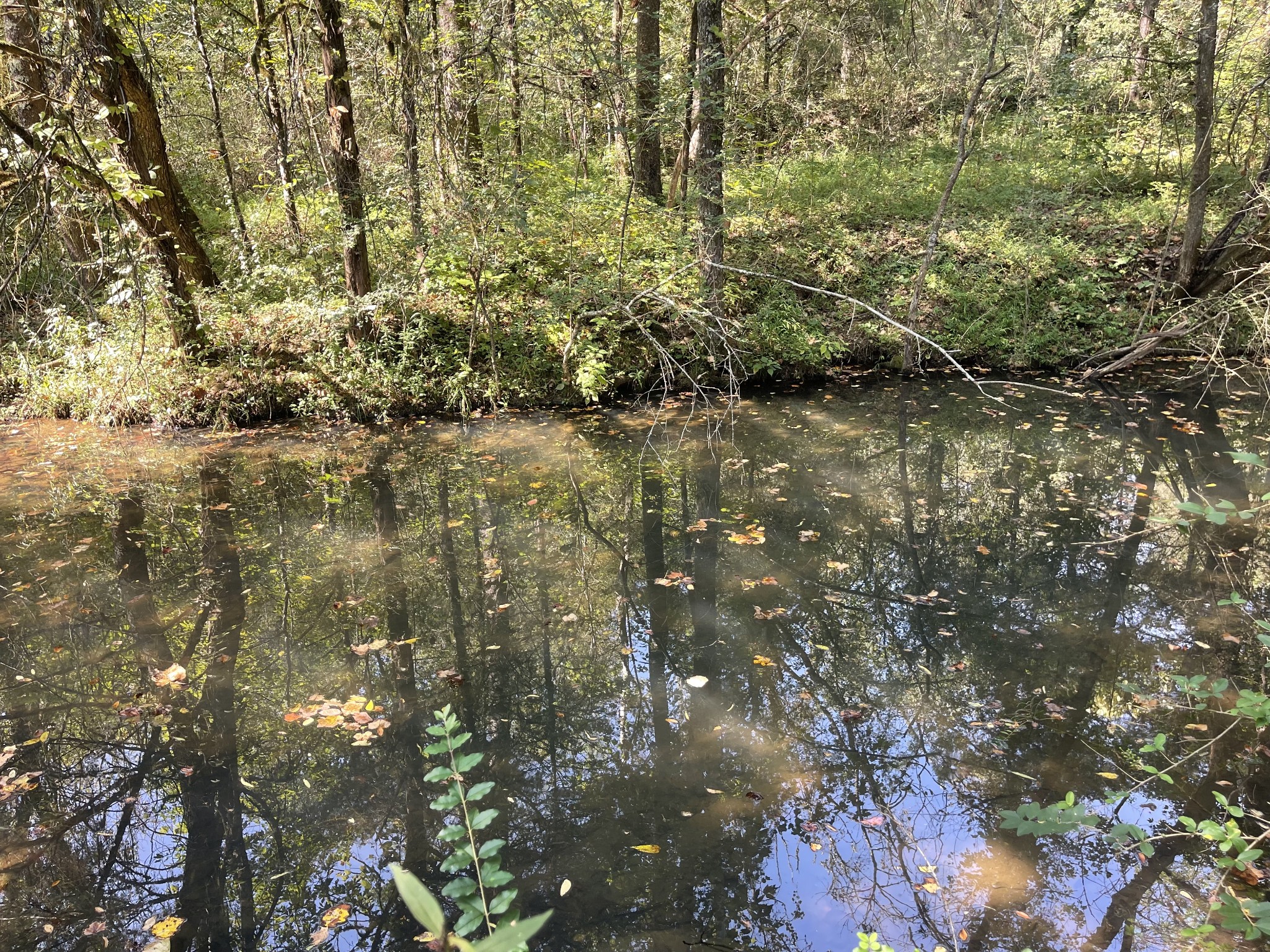 0 McBurg Dellrose Road Dellrose, TN 38453 - Photo 9 of 18 a close up of a tree