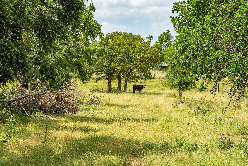 21690 Fm 2093, Unit 5 Harper, TX 78631 - Photo 8 of 23 a view of yard with green space