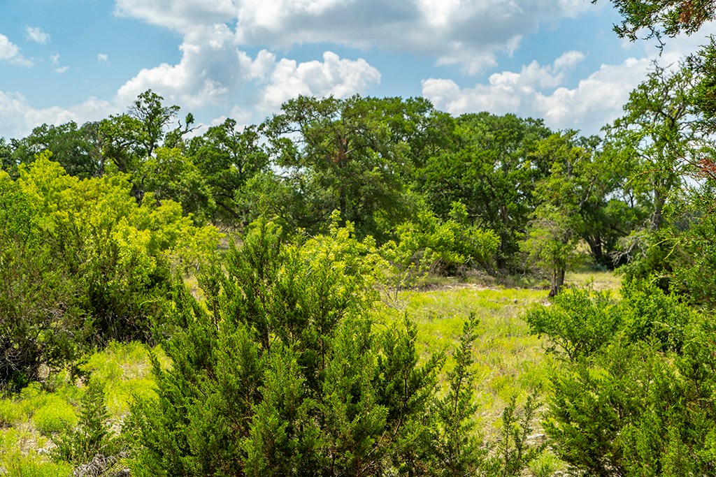 21690 Fm 2093, Unit 5 Harper, TX 78631 - Photo 9 of 23 a view of a bunch of trees