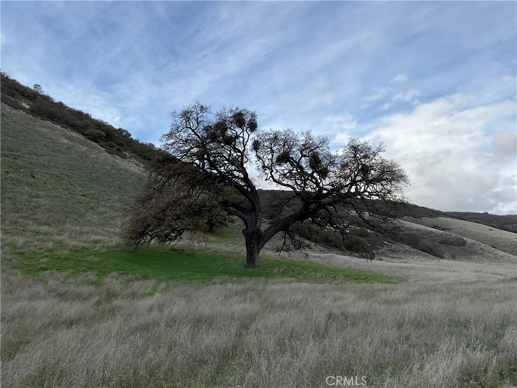a view of a field of grass and trees