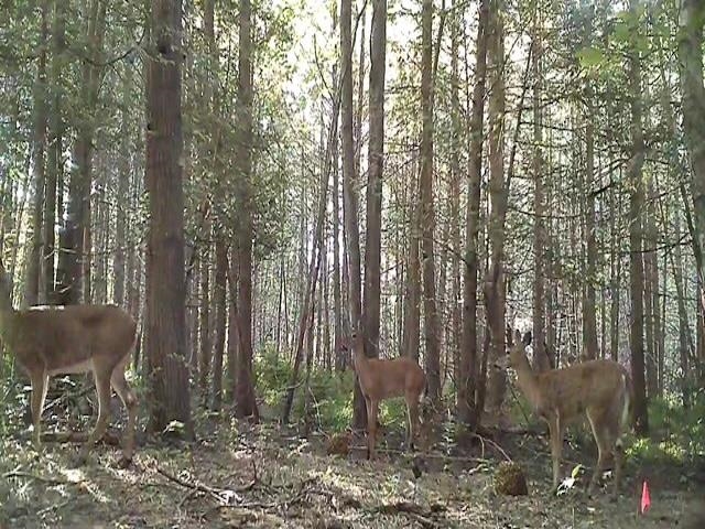 0 Swamp Road Frankfort, MI 49635 - Photo 5 of 19