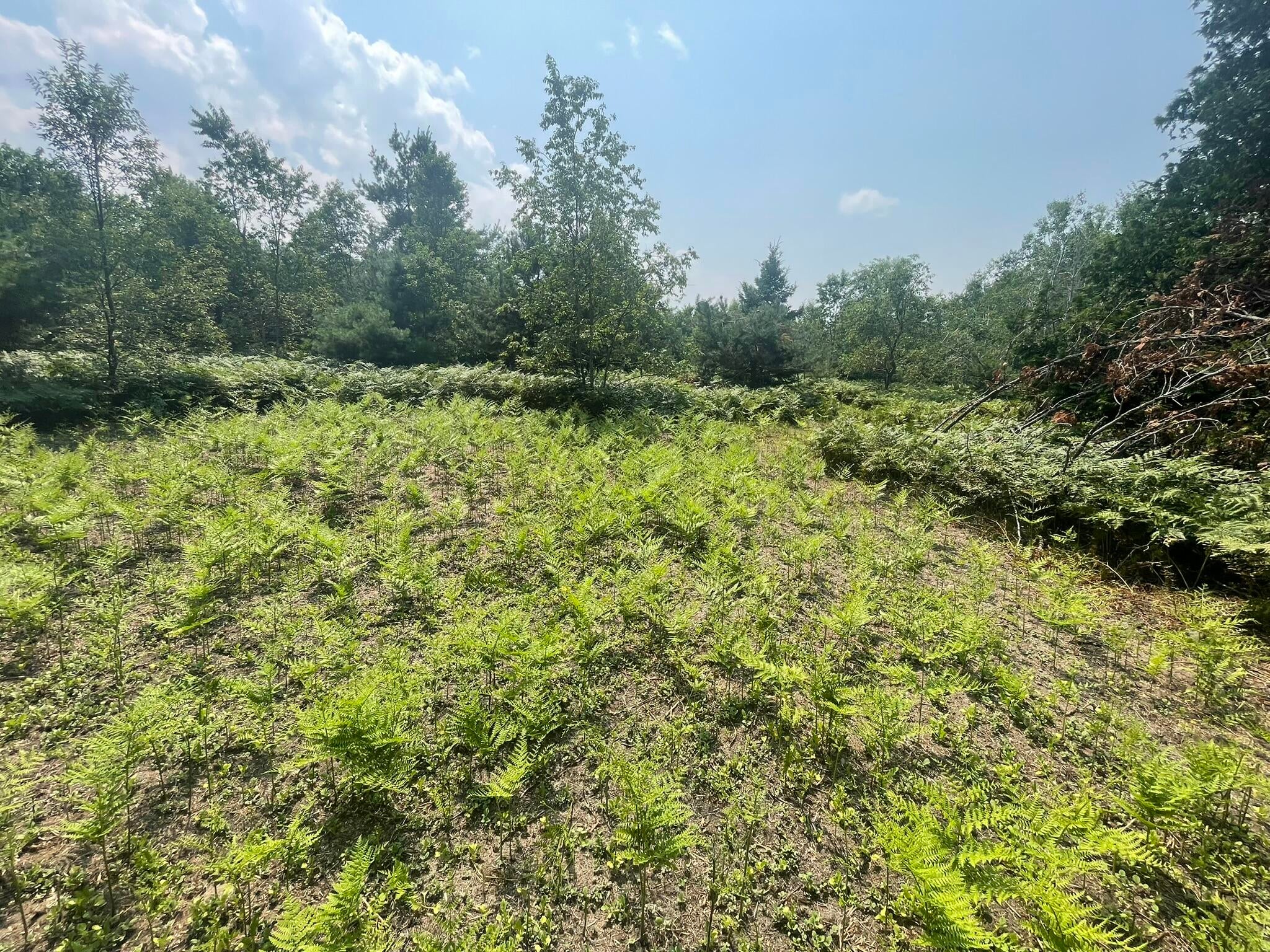 V/l V/l Reams Road Alanson, MI 49706 - Photo 6 of 25 field area