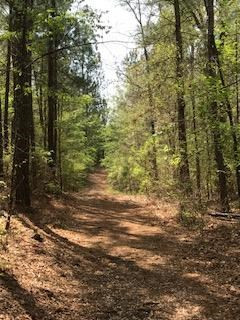 0 Upper Pond Road Wagener, SC 29164 - Photo 5 of 6