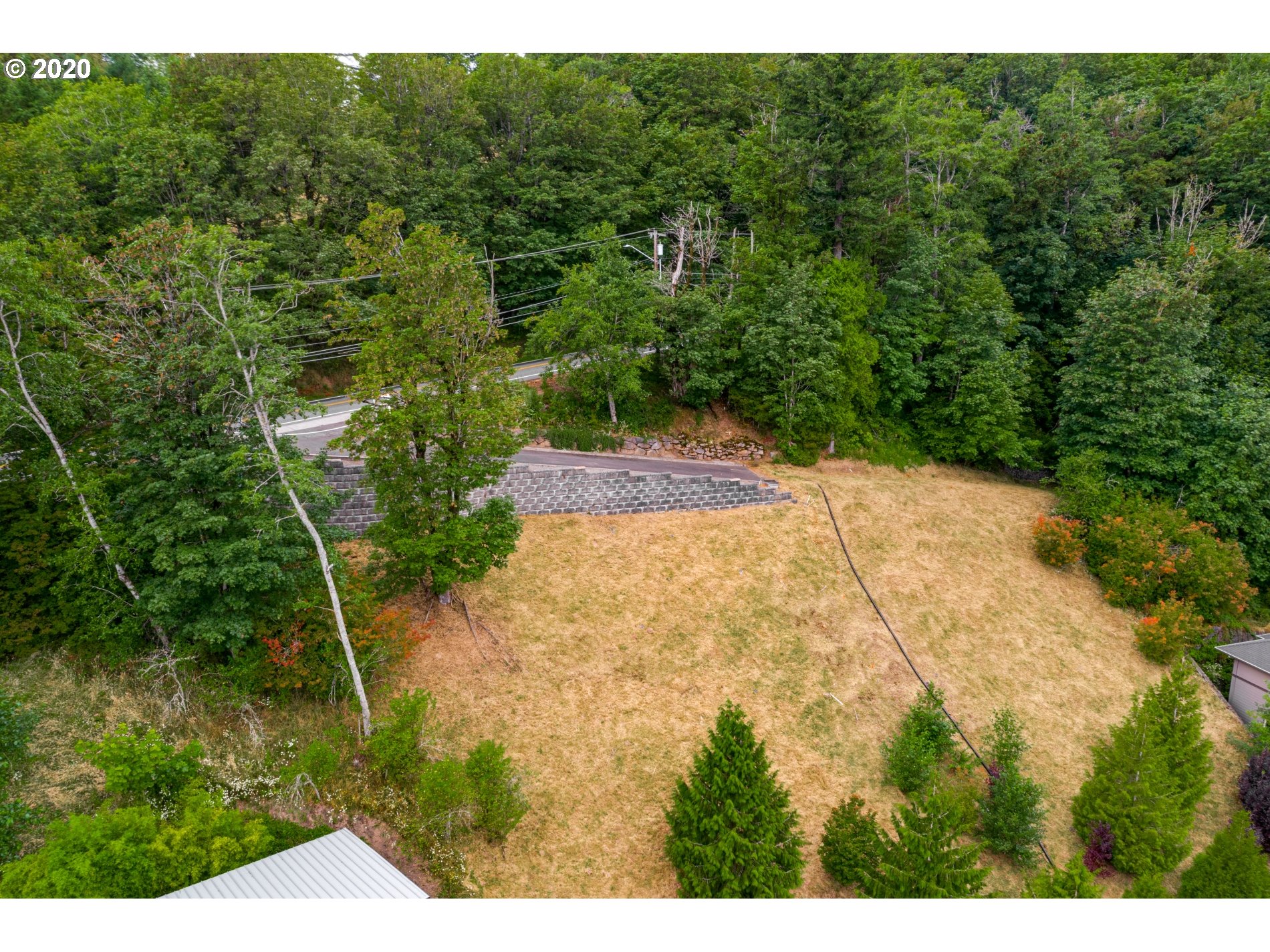 a view of a yard with plants and large trees